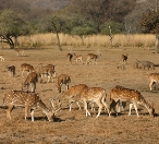Deer in Ranthambore National Park