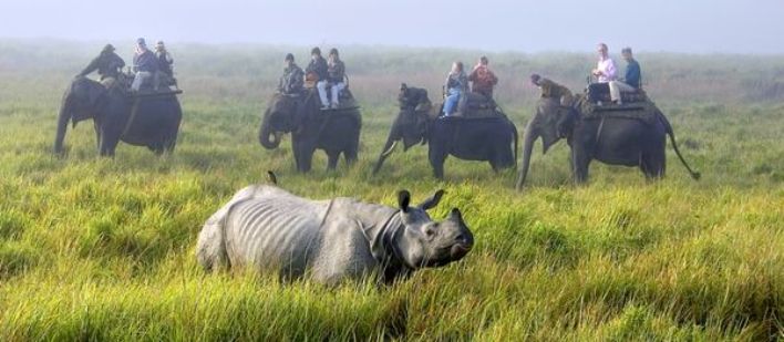 Indian Rhino Safari